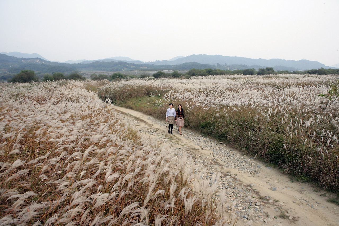 (사진.협조) 비내섬 갈대숲 ⓒ Chungju City.jpg