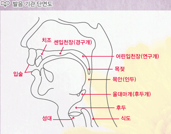 발음기관.jpg
