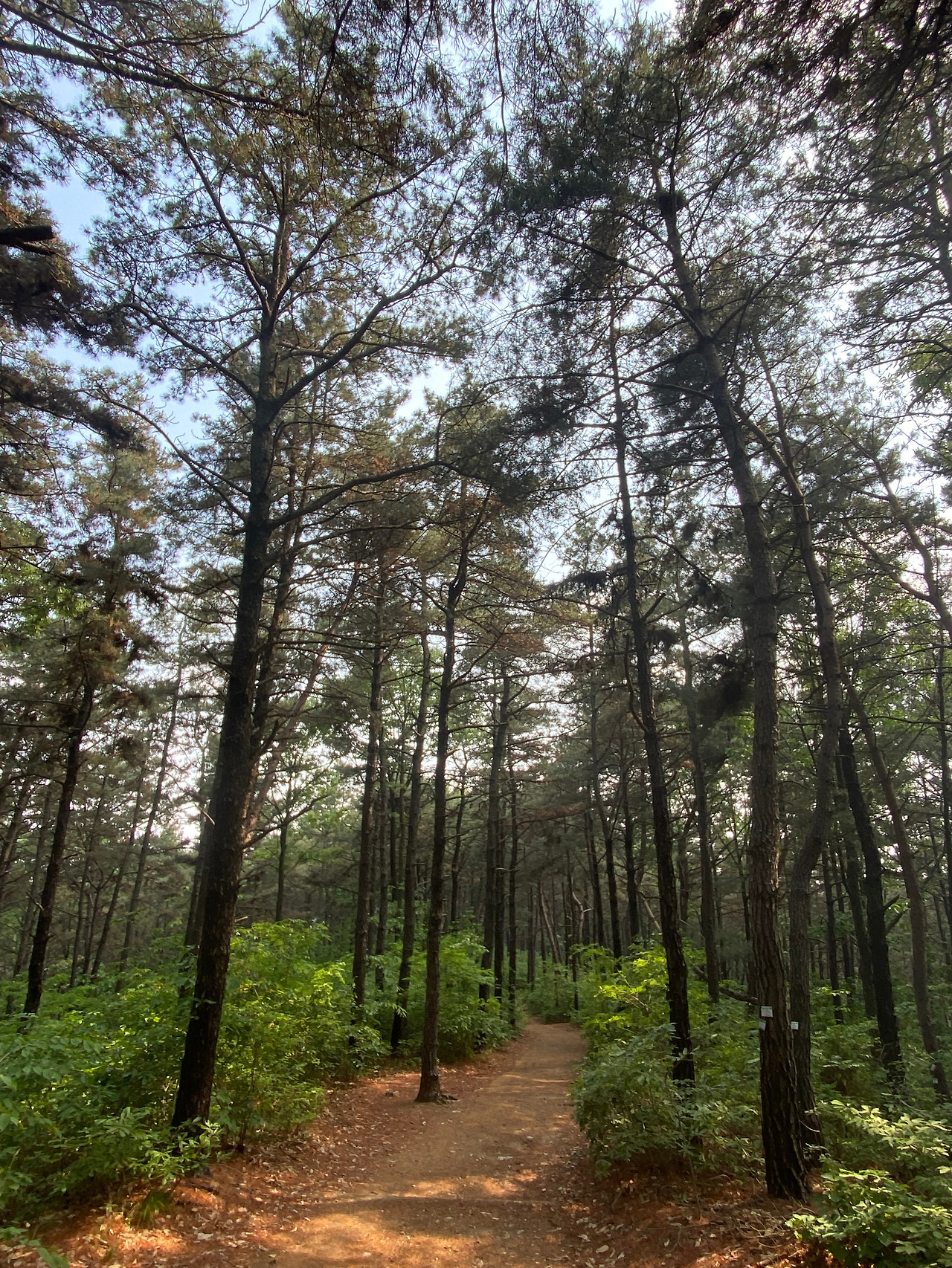 평일산_한적한 등산로(광교산).jpg