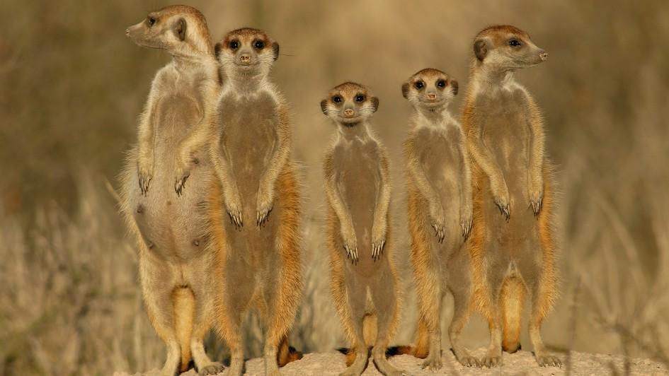 meerkat-group.adapt.945.1.jpg