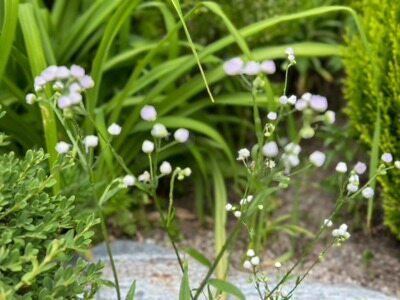 638601321186525095_0 (1).jpg