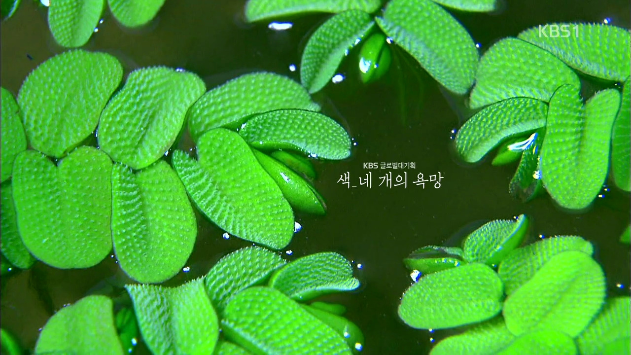 ‘2014 KBS글로벌대기획-색, 네 개의 욕망’ E3 140124 ‘GREEN-소유의 괴물’ HDTV x264 720p AAC-nature boy.mp4_000394175.jpg