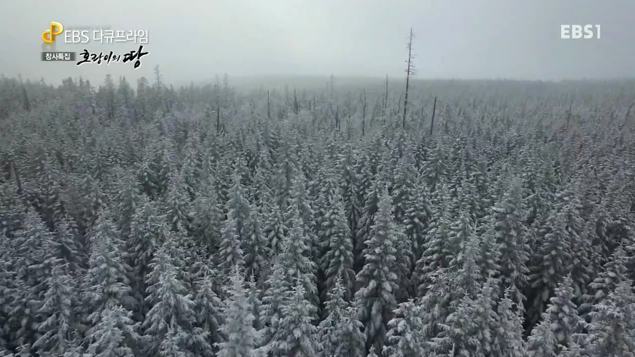 EBS 다큐프라임.160621.호랑이의 땅 1부 인간의 땅, 호랑이의 숲.720p-NEXT.mp4_002206204.jpg