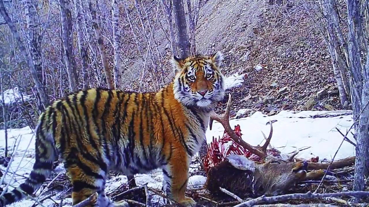 EBS 다큐프라임.160622.호랑이의 땅 2부 타이가(Taiga)의 호랑이, 그리고 공존.720p-NEXT.mp4_002742940.jpg