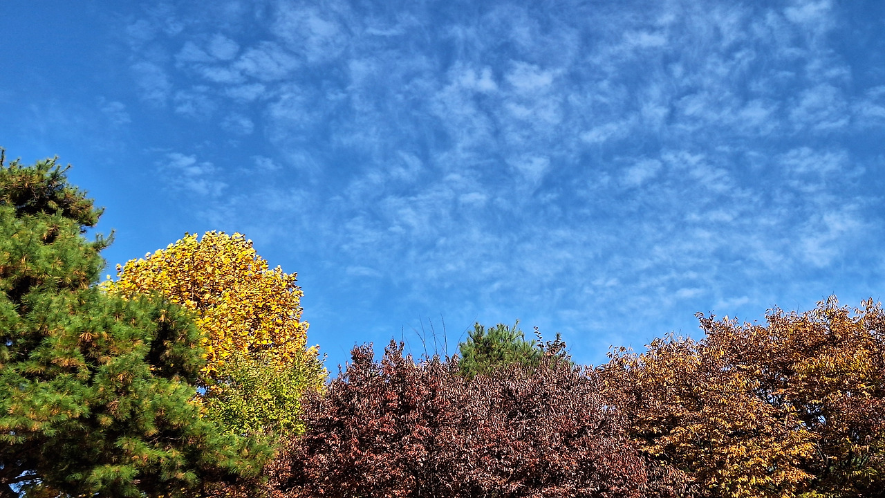 154_11월_단풍_하늘_은행나무_산책_바람_나무 (4).jpg