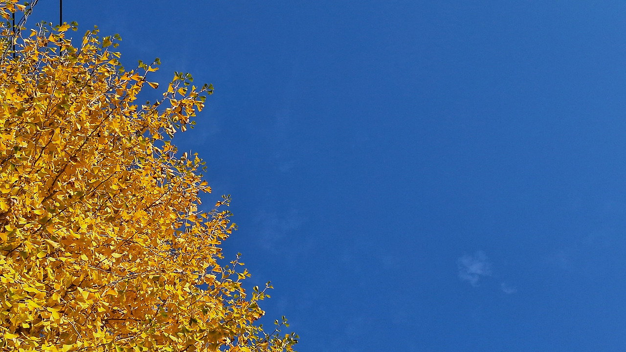 154_11월_단풍_하늘_은행나무_산책_바람_나무 (9).jpg