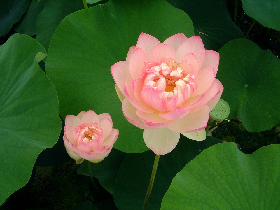 lotus-1039792_960_720.jpg