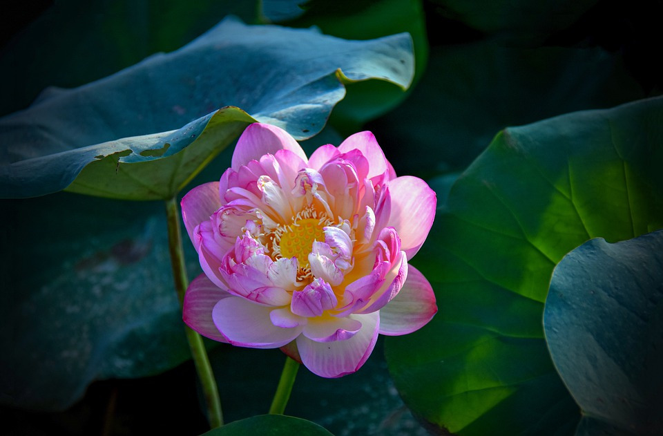 lotus-flower-5603117_960_720.jpg