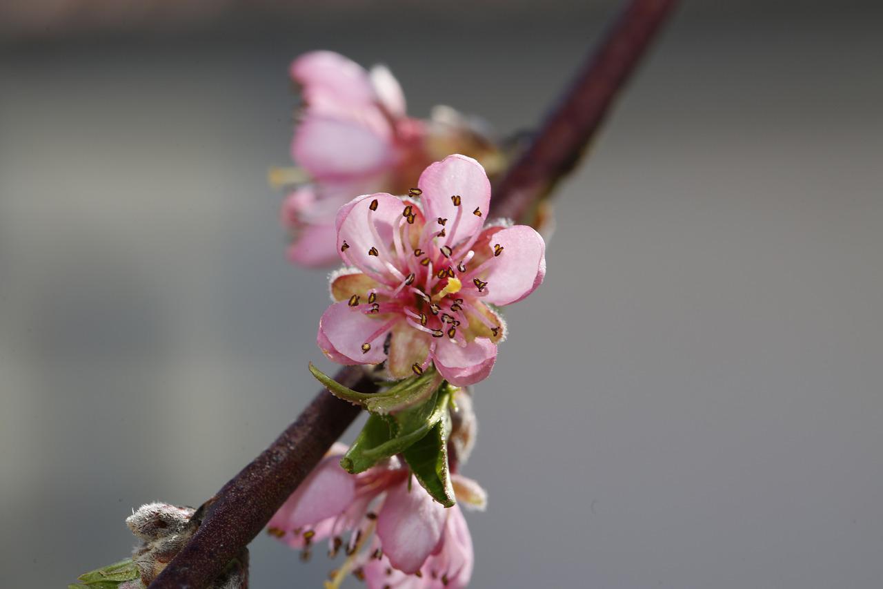 spring-5016442_1280 (1).jpg