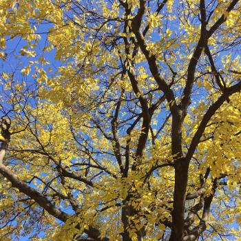 사진 2016. 11. 15. 오전 5 30 45.jpg