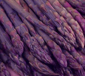 asparagus_Purple_Passion.jpg