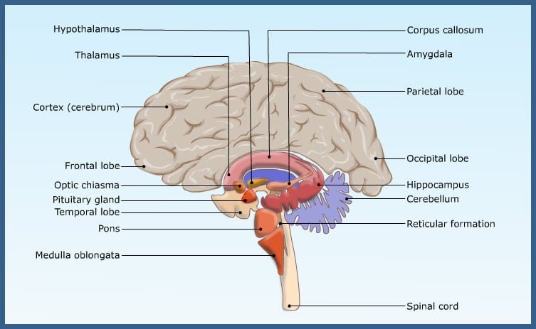 051-Central-Nervous-System-or-CNS-Brain.jpg