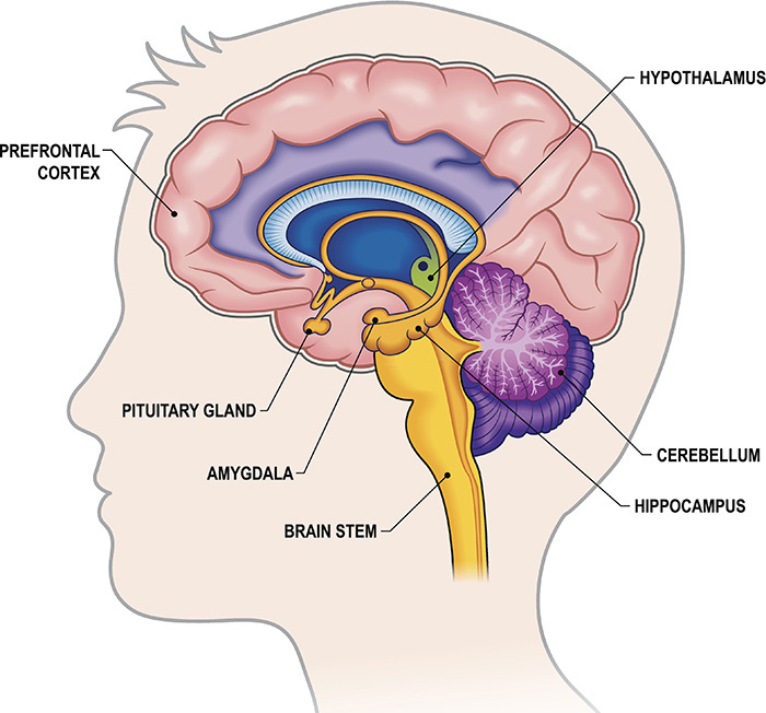 limbic-system-emotional-brain.jpg