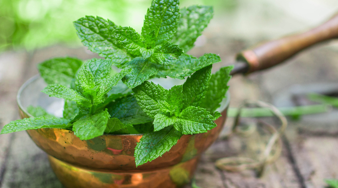 Peppermint-iStock-480770684.jpg