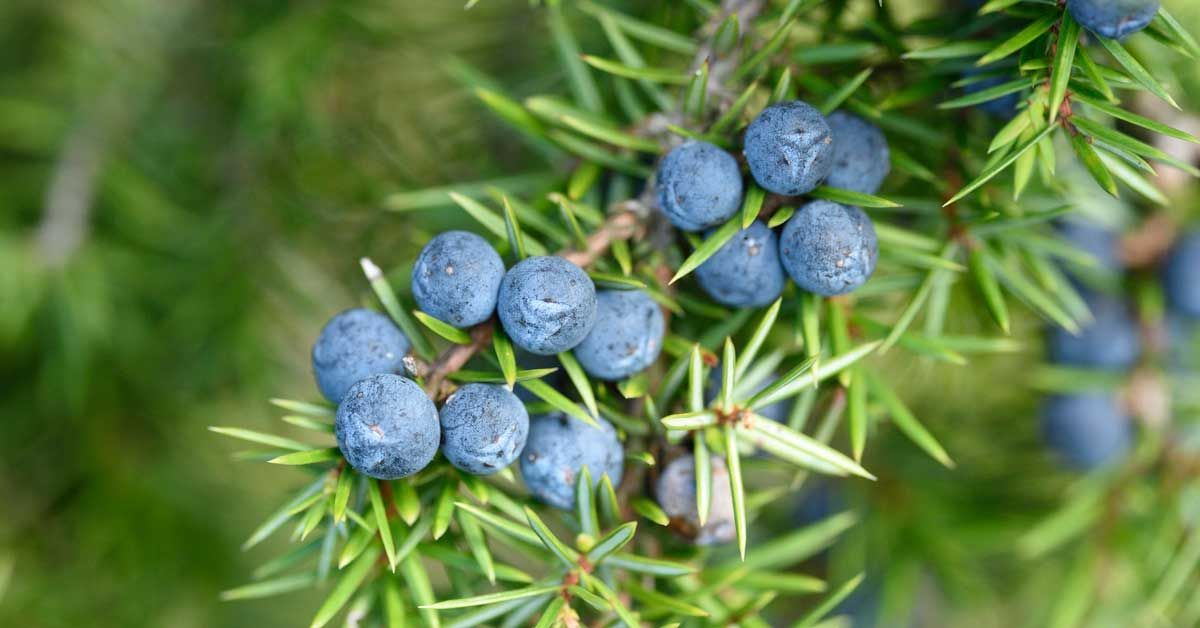 juniper-berries-1200x628-facebook.jpg