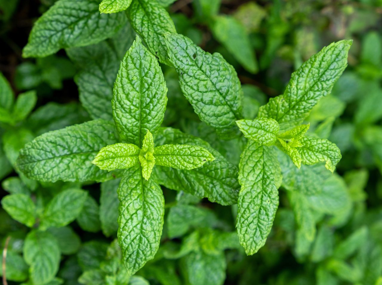 Herb-Spearmint-1-scaled.jpg