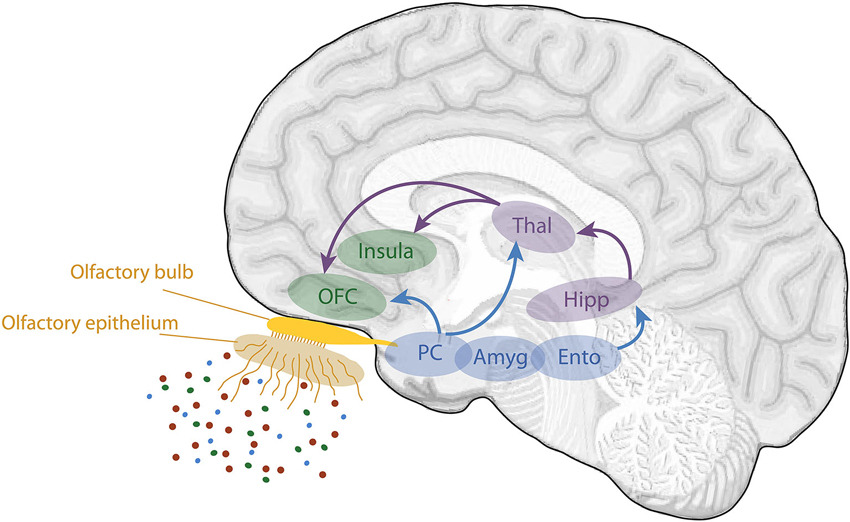 Schematic-view-of-the-human-olfactory-system.jpg