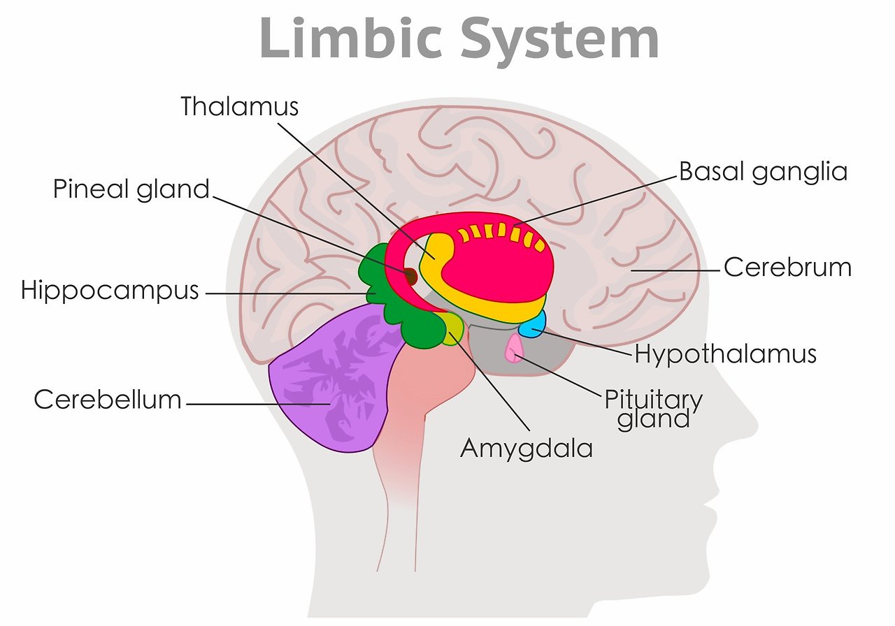 limbic-system.jpg