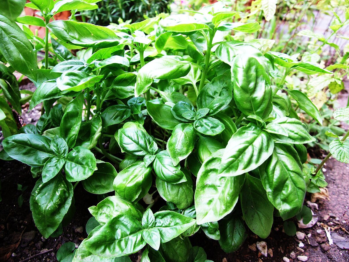 1200px-Basil-Basilico-Ocimum_basilicum-albahaca.jpg