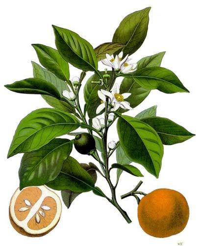 Citrus-aurantium-1.jpg