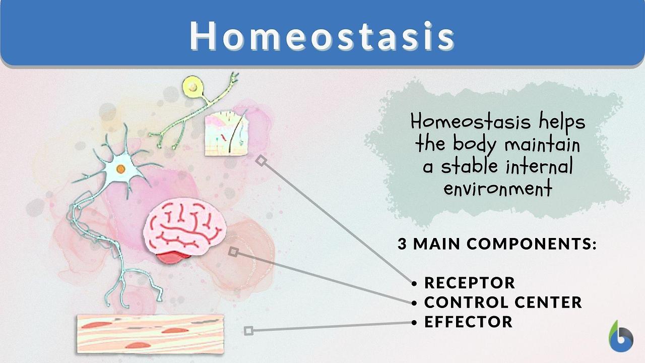 homeostasis-definition-and-examples.jpg