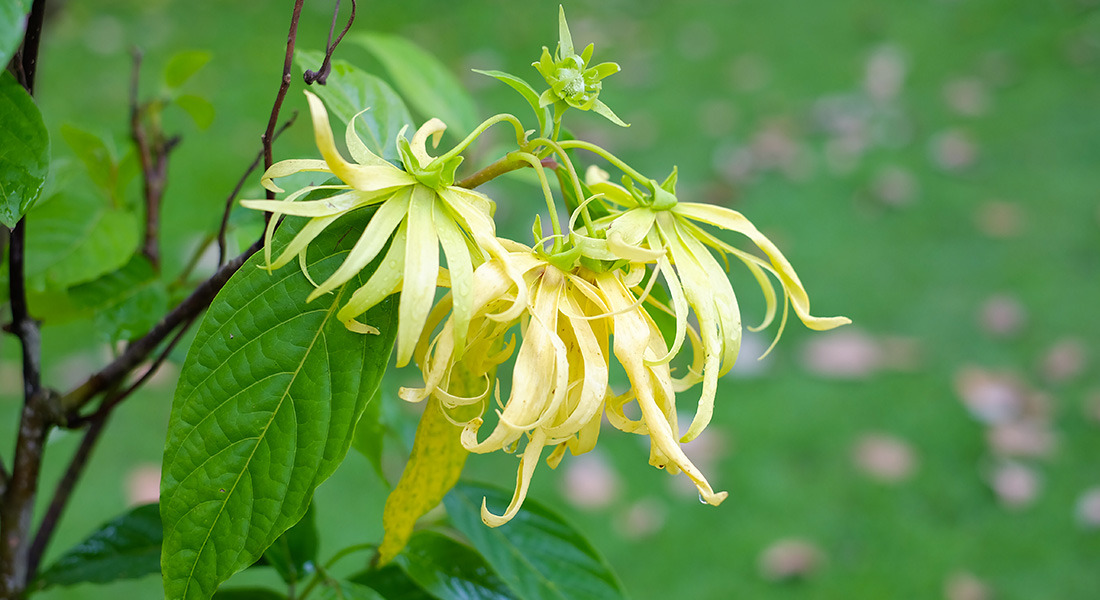 ylang-ylang.jpg