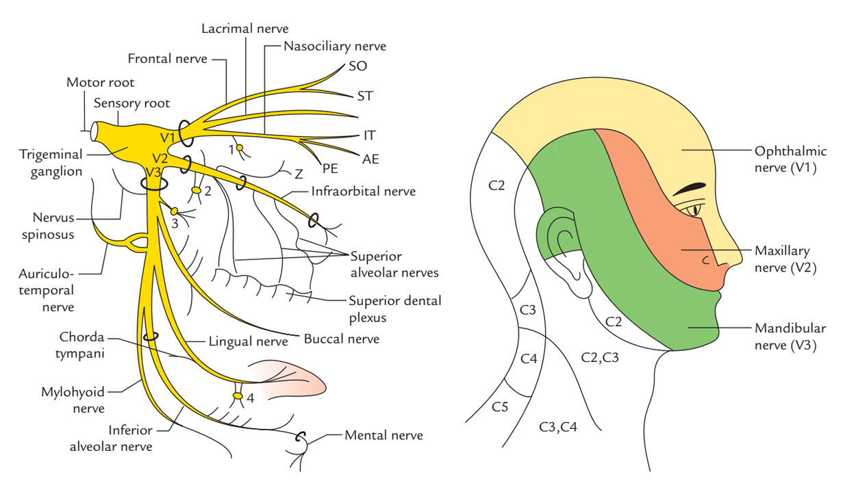 Trigeminal-Nerve3.jpg