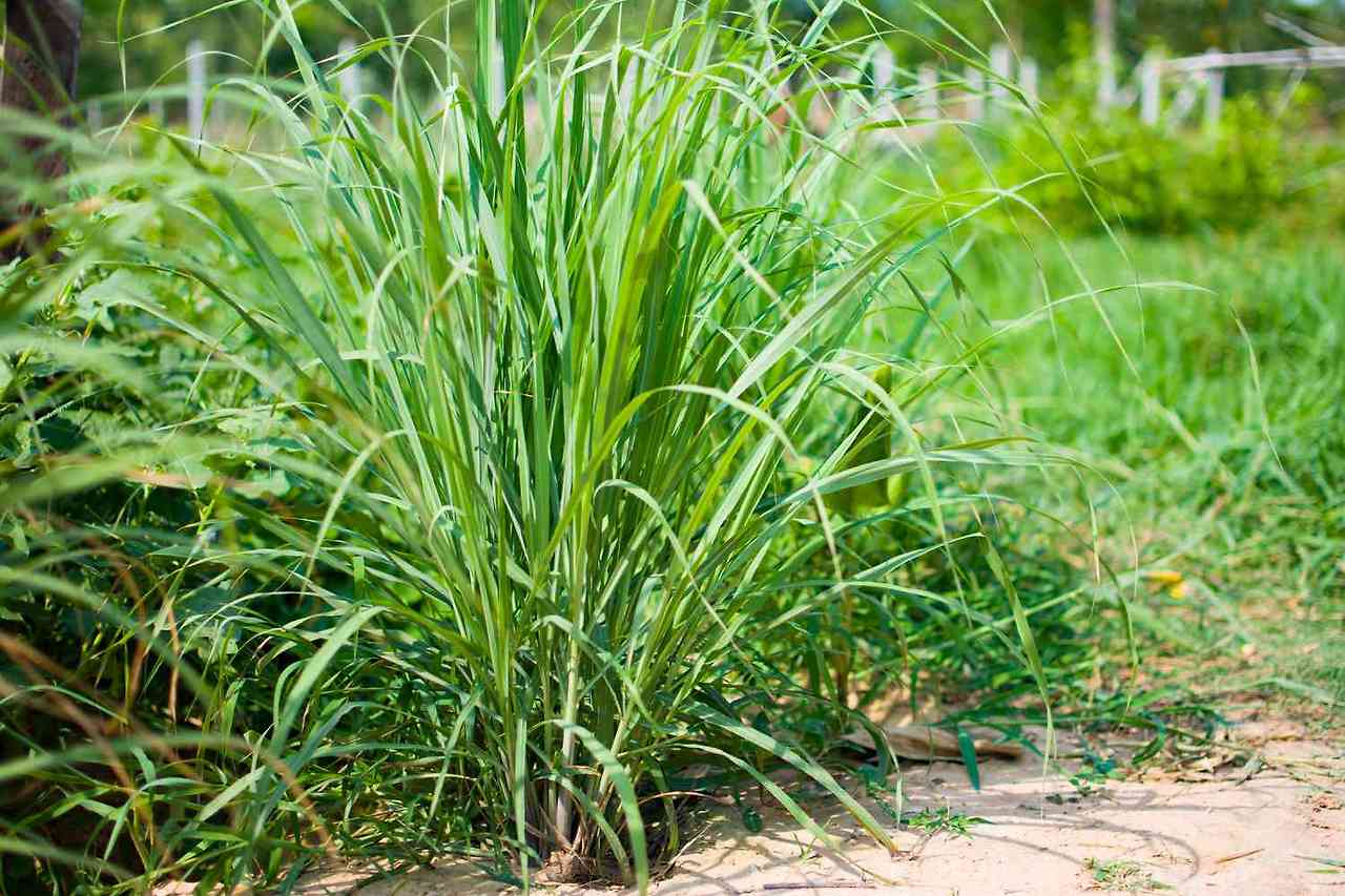 lemongrass-plant-getty-0623-4b3c0979bb3f425f83232afb7b912608.jpg