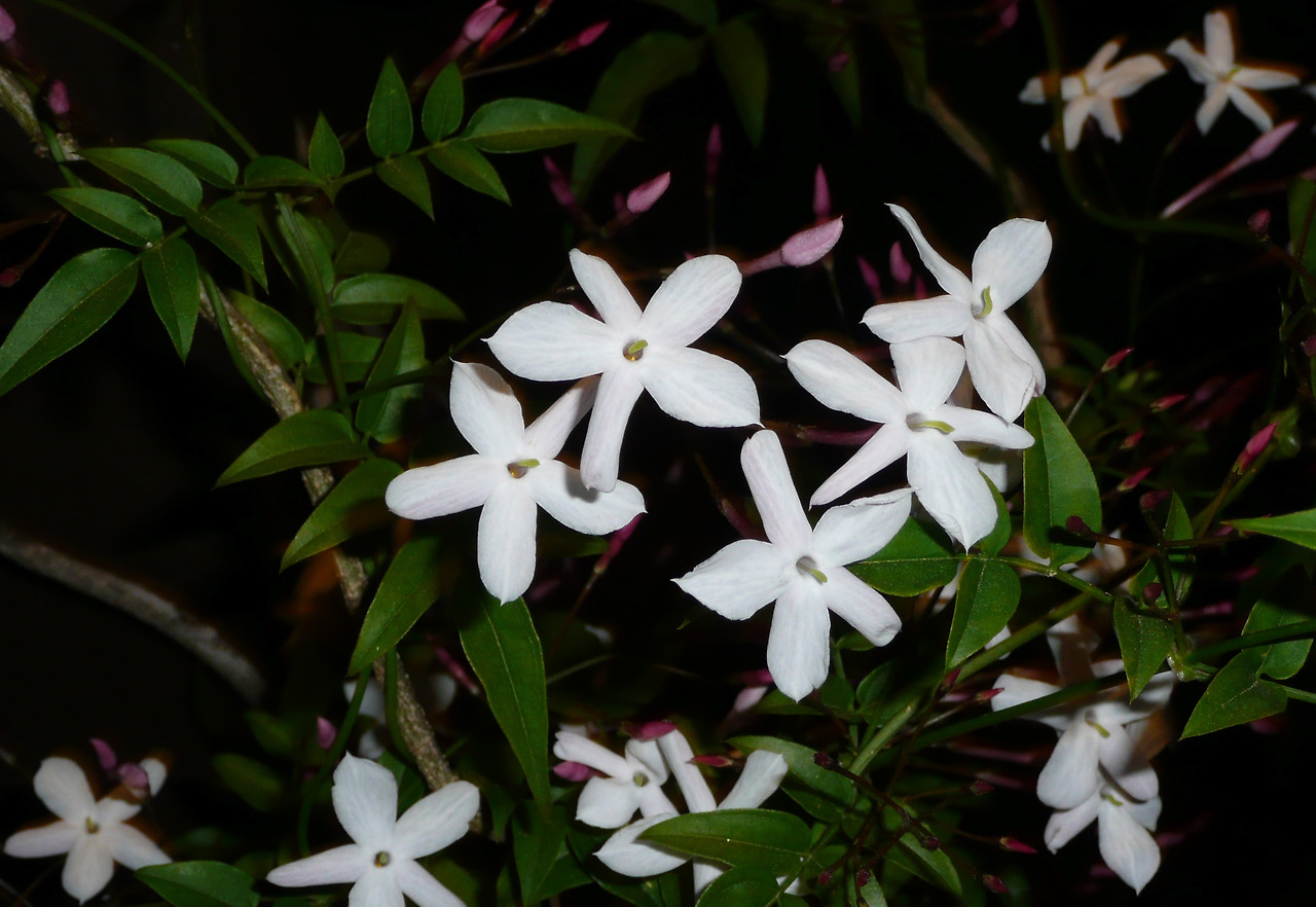 illustration-night-blooming-jasmine.jpg