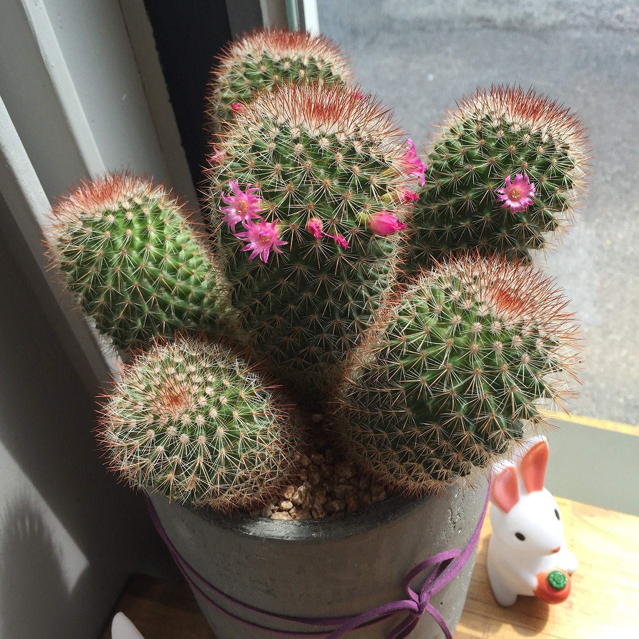 2016-04-28 13.44.00-1.jpg