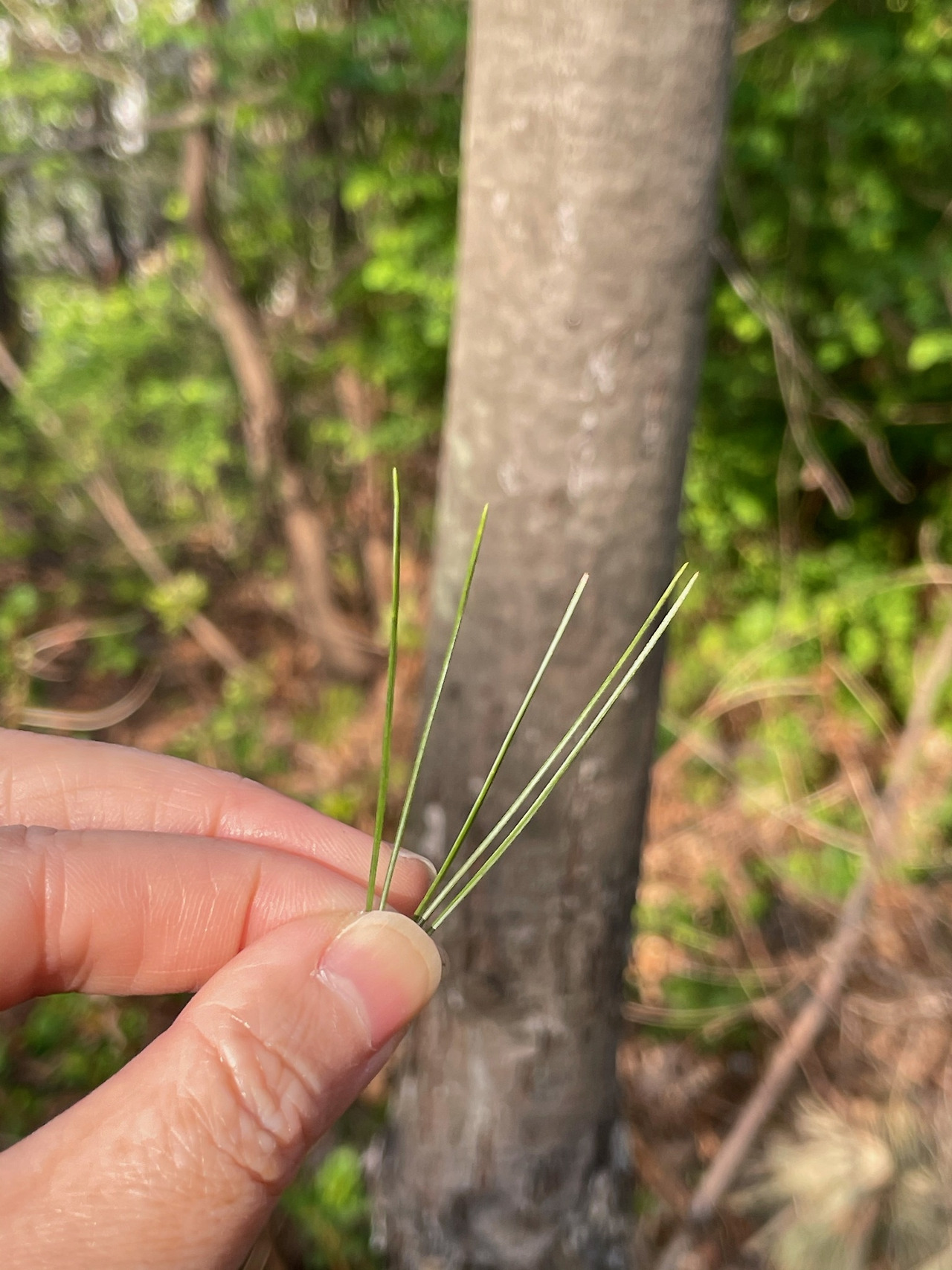 스트로브잣나무_소나무과_20210405_잎_수피_영장산.jpg