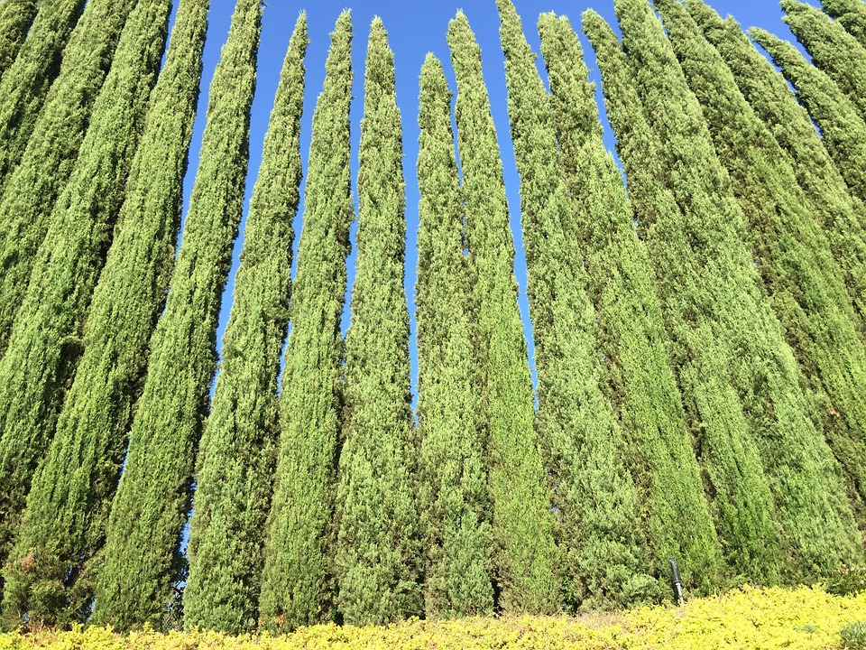 Environmental-Cypress-Nature-Green-1151037.jpg