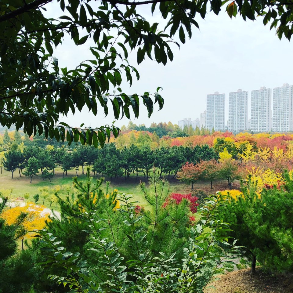 가을_단풍_시_김인옥_좋은시_추천시_가을시 (2).jpg