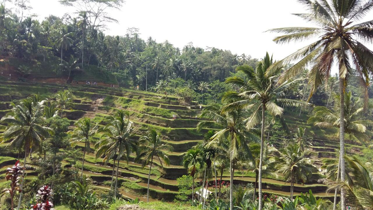 우붓 라이스테라스3.jpg