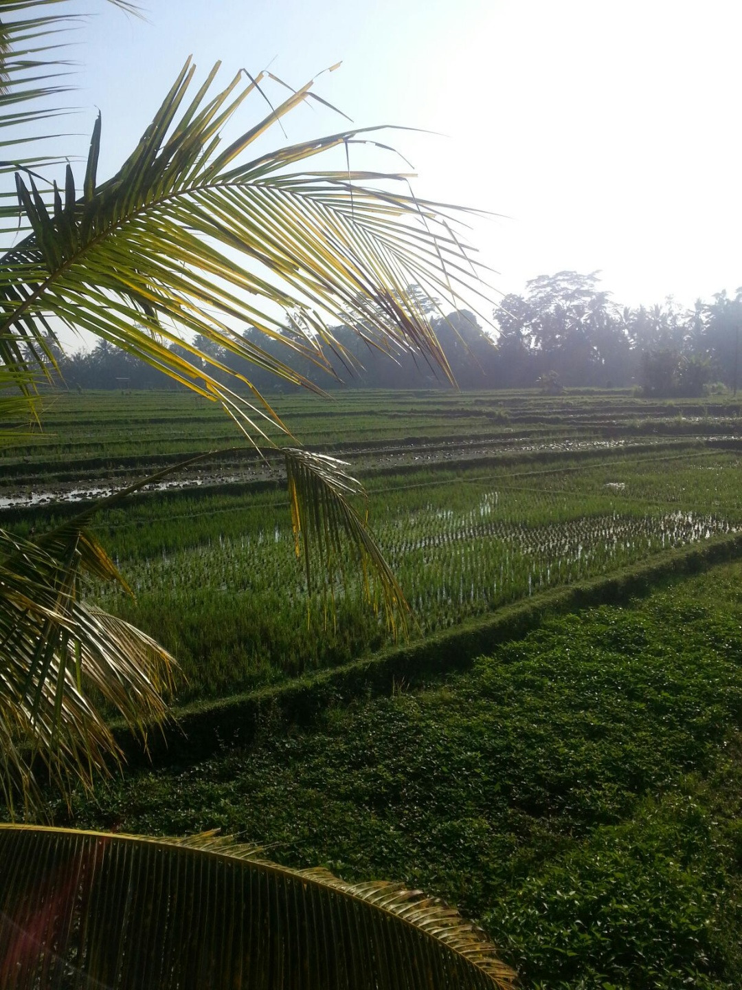 우붓 라이스테라스6.jpg