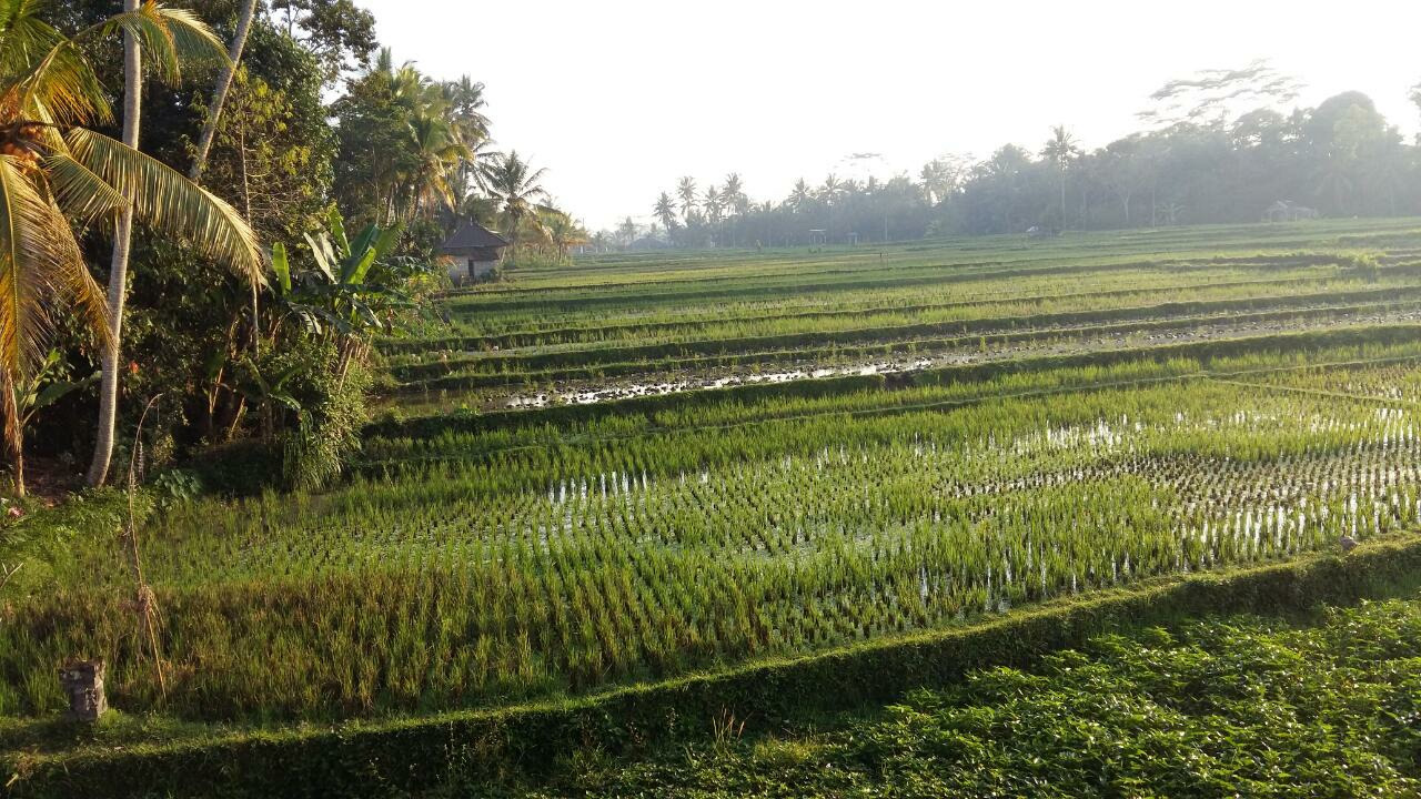 우붓 라이스테라스.jpg