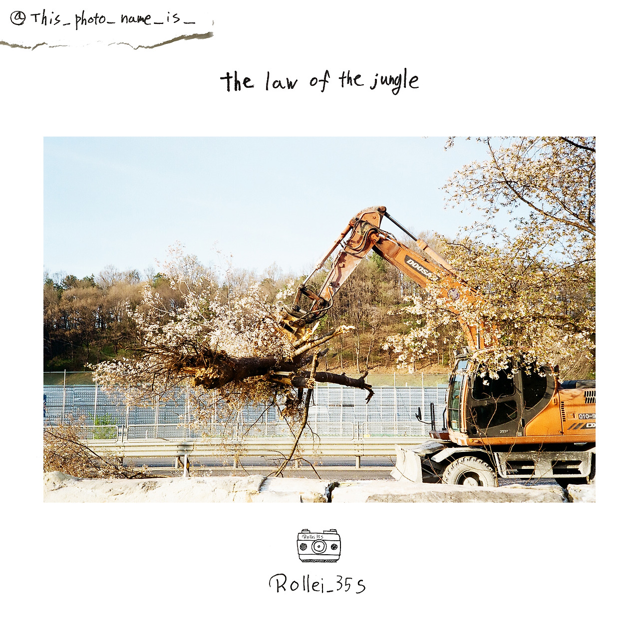 the law of the jungle.jpg