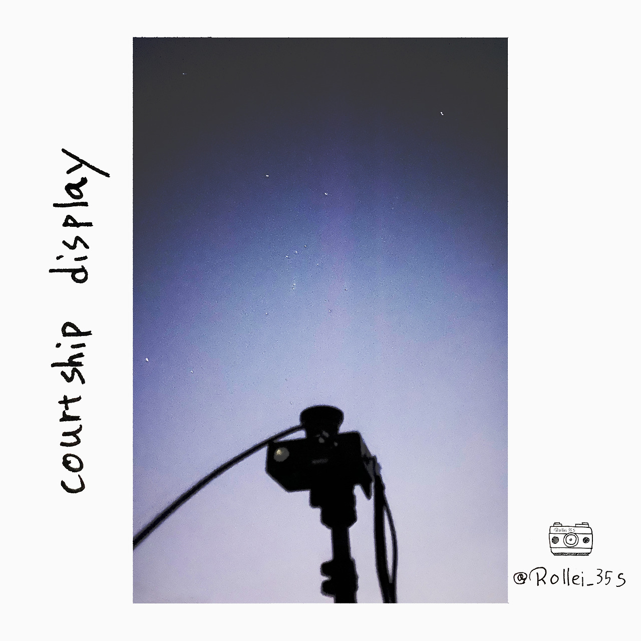 courtship display.jpg