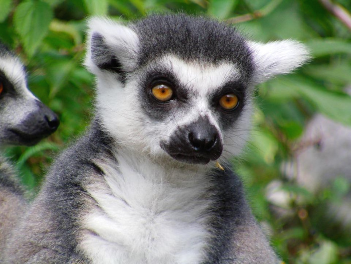 lemur-275506_960_720.jpg
