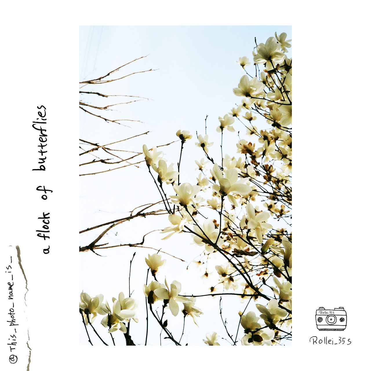 a flock of butterflies.jpg