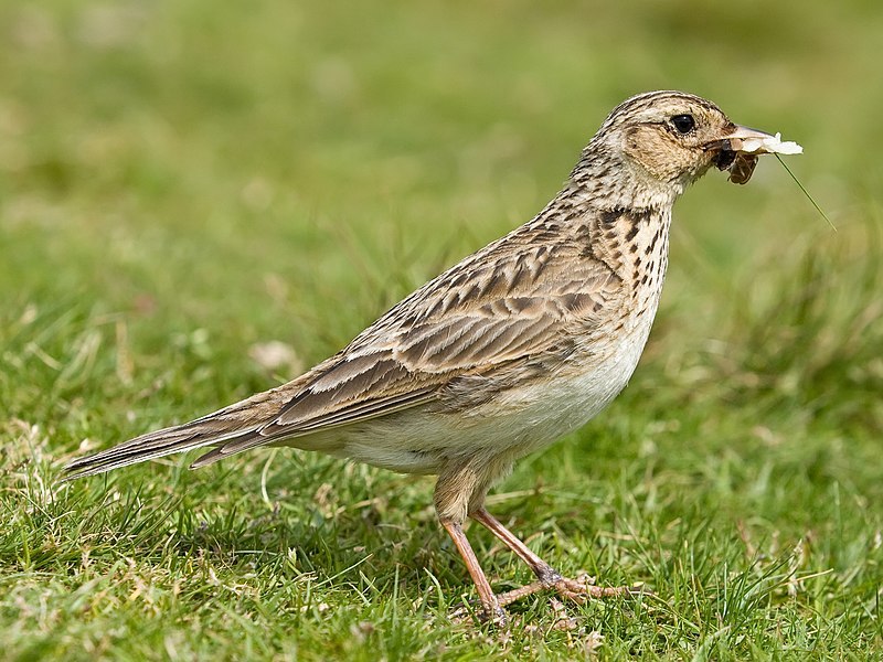 Skylark_2,_Lake_District,_England_-_June_2009.jpg