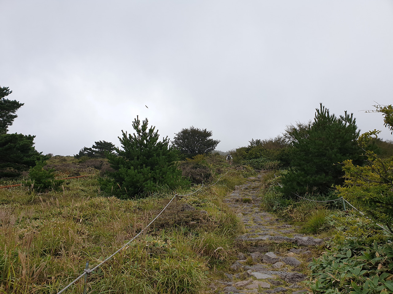 제주도_한라산_당일치기_영실_어리목_등산_등반 22.jpg