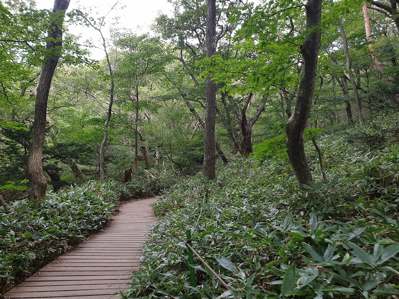 제주도_한라산_당일치기_영실_어리목_등산_등반 6.jpg