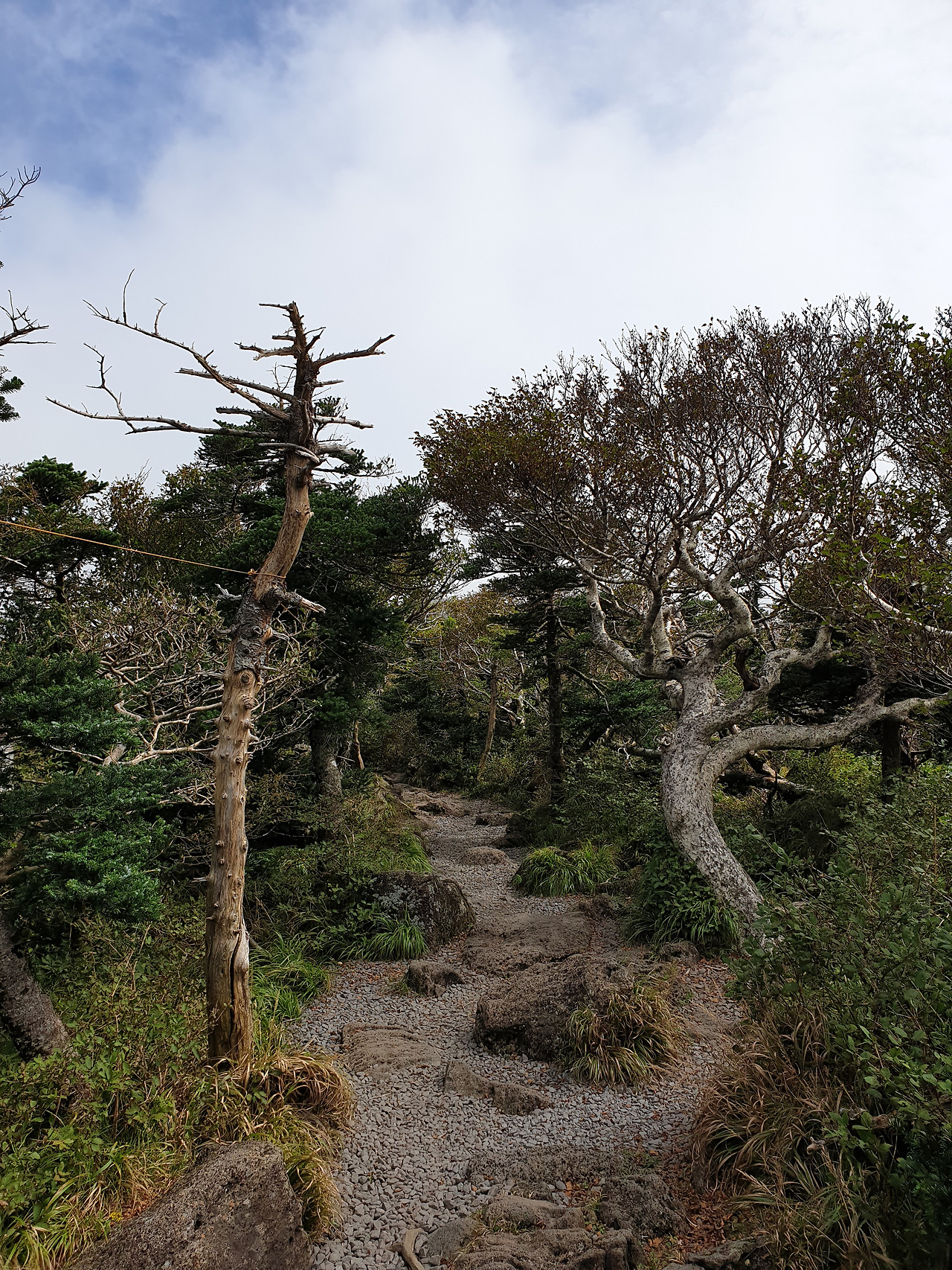 제주도_한라산_당일치기_영실_어리목_등산_등반 13.jpg