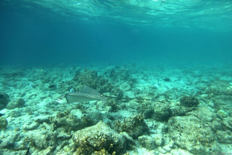 빌링길리 바다 5.jpg