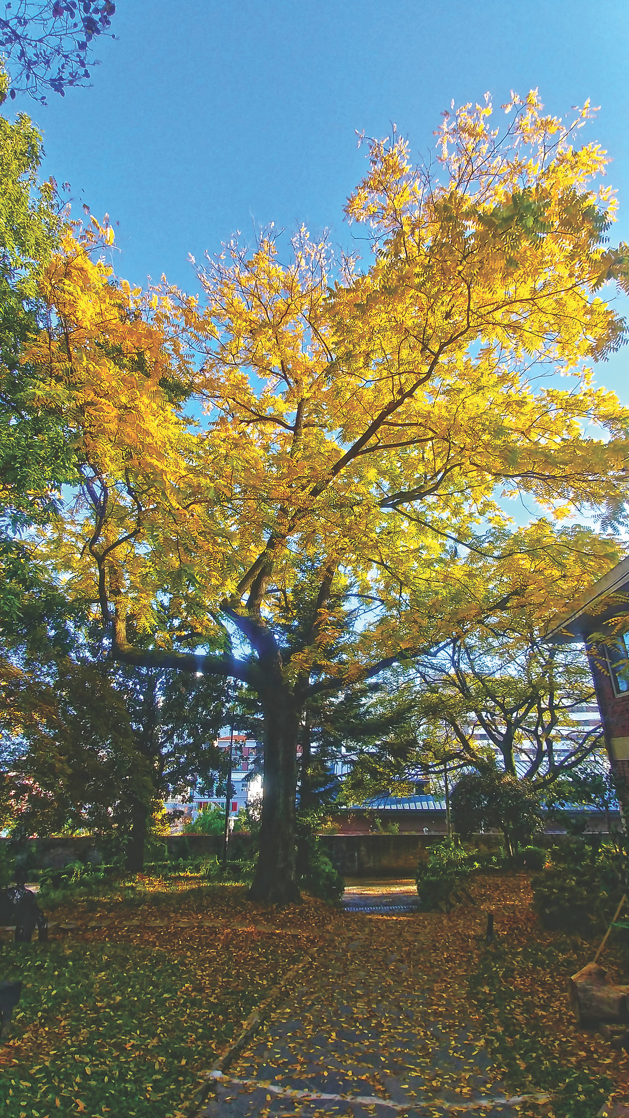 양림동 알레스카 흑호두 나무.jpg