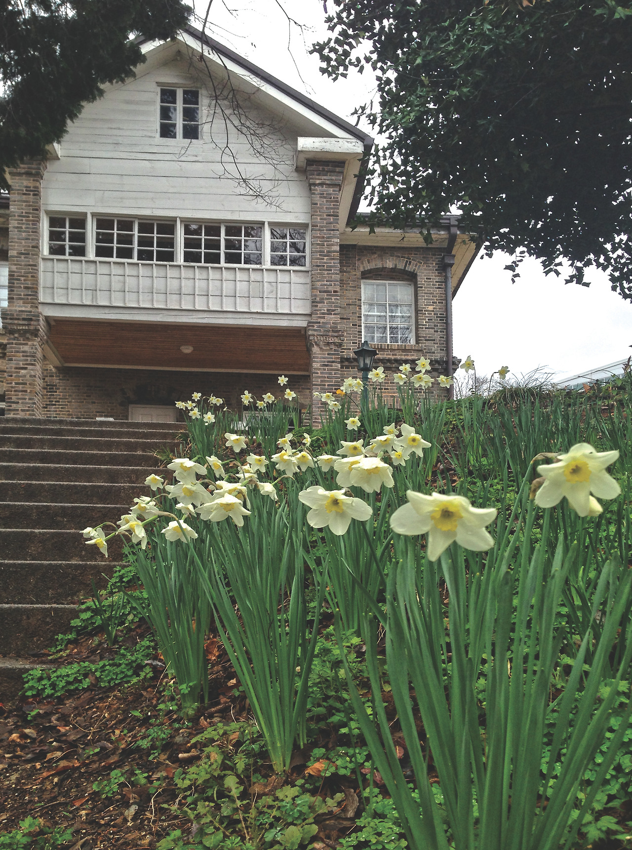 우일선선교사 사택과 수선화.jpg