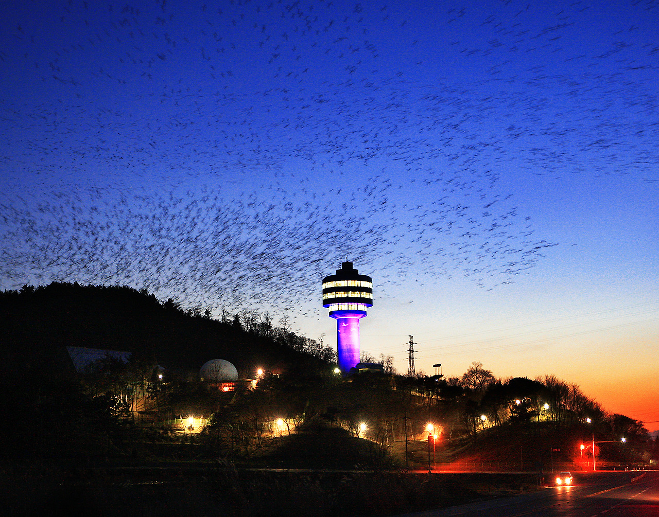 철새전망대 군무.jpg