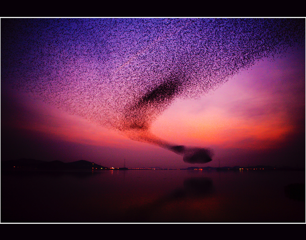 군산시   금강하구언 군무.jpg