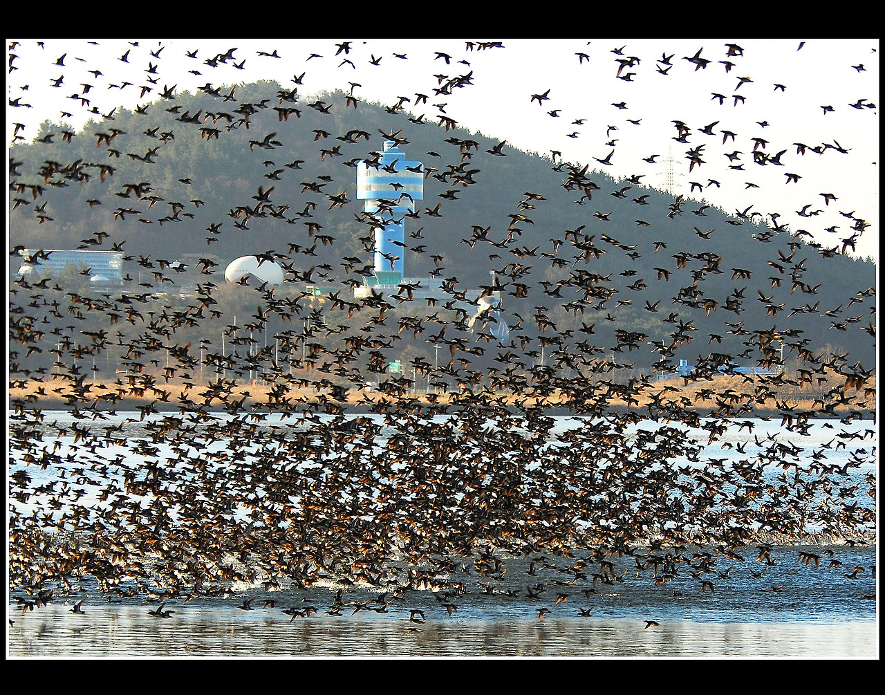 박춘식  입선  가창오리군무.jpg
